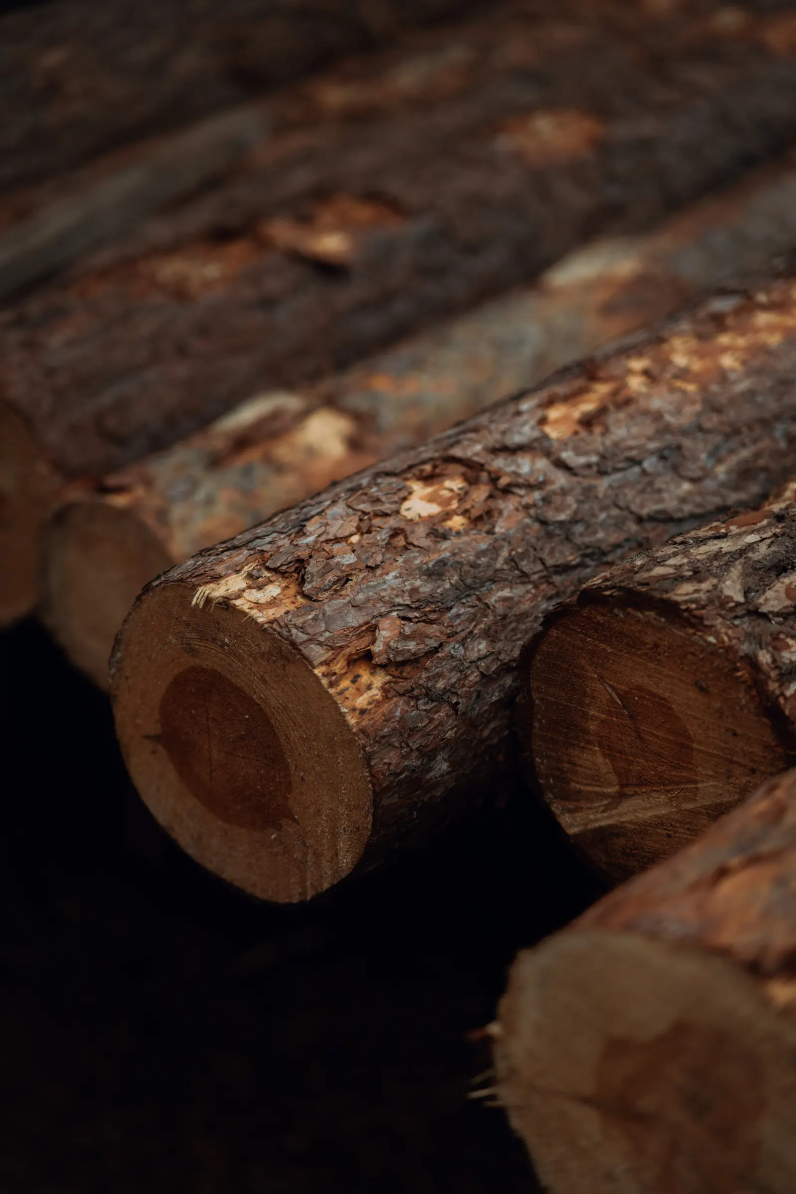 Timber from Polish forests